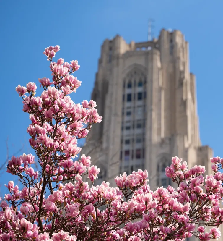 cathedral of learning behind cherry blossom
